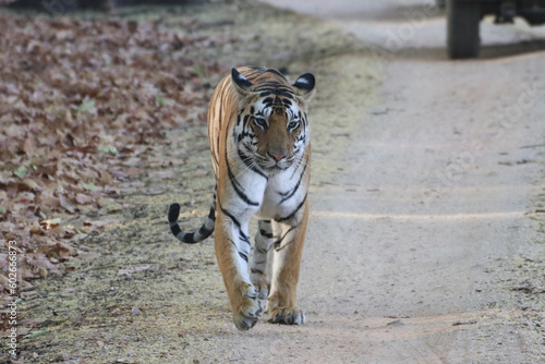 Bengal tiger in Kanha Tiger Reserve, India