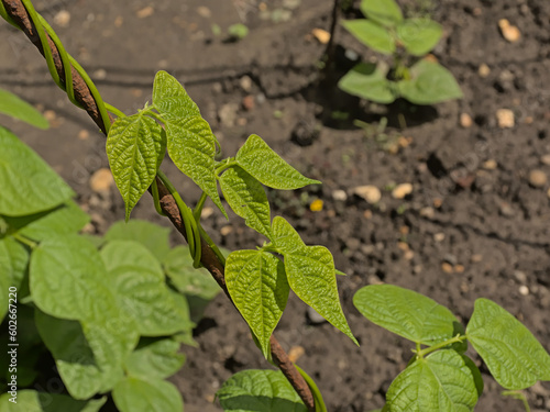 Wallpaper Mural Young leafs of a bean plant on a rusty stake Torontodigital.ca