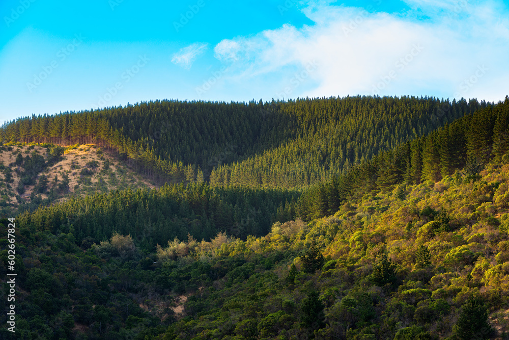 Obraz premium Tree plantations for the forest industry in the Maule Region, Chile