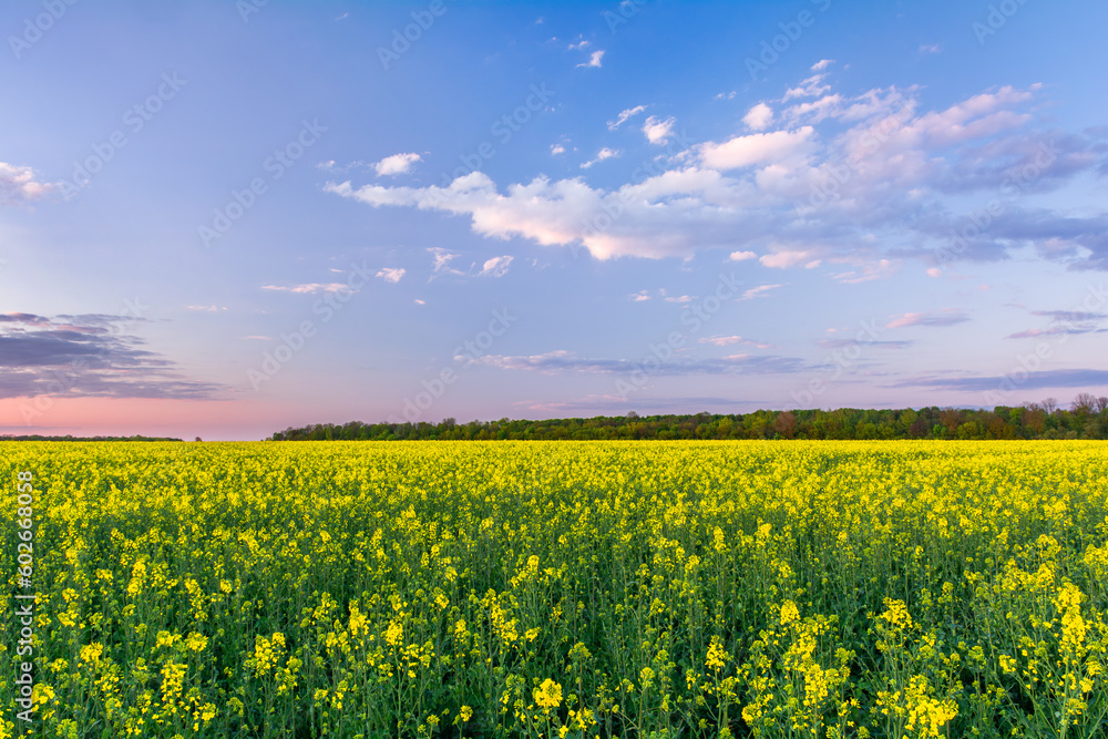 Yellow field of blooming rapeseed and sky with clouds in sunset colors