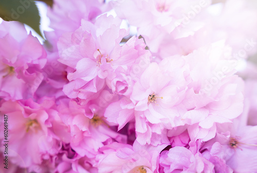 Close-up of blooming pink sakura on a spring sunny day. Spring wallpaper. Banner. Selective focus.