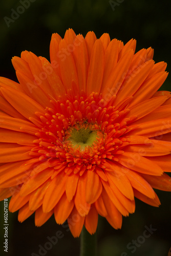 closeup view of flowers