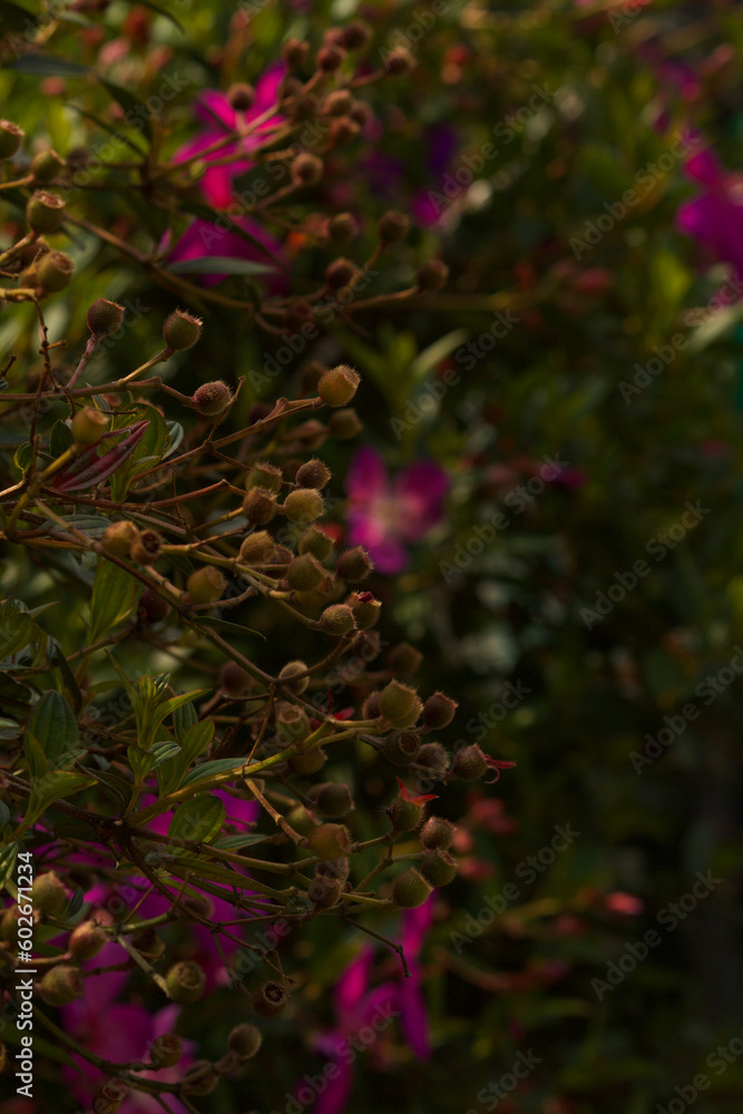 closeup view of flowers closeup view of flowers