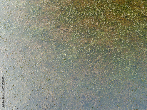 фотографія Wet swamp with stagnant water and uneven sunlight which can be used as a background