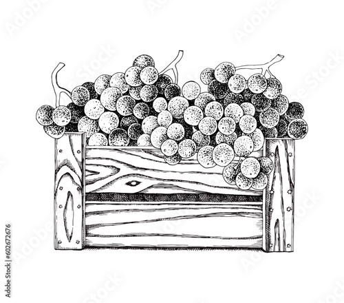 Harvested sweet grapes in wooden crate at vineyard