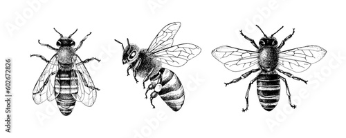 Fotografie, Obraz Monochrome set of three bees or honeybees
