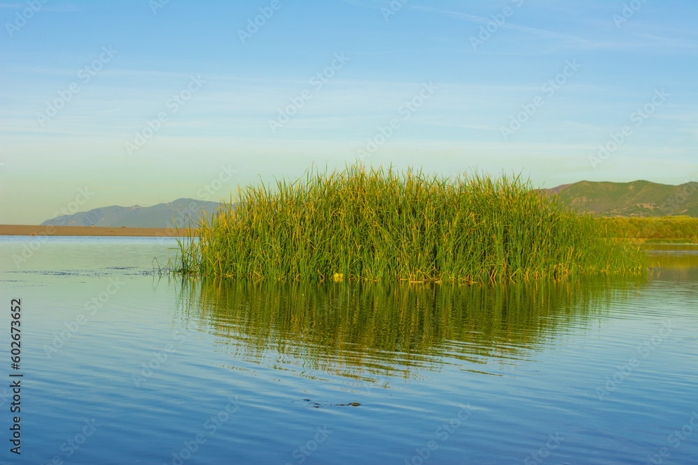 Fototapeta premium Lake and reed grass, Water plants by lake, Background. Plants in lake, green reeds on beautiful Lake Outdoors, Green reeds are floating on blue water river and blue sky clouds, Algerian spring Africa.