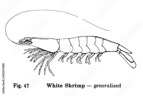 Scientific Shrimp Illustration Vector