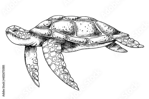 Sea Turtle. Hand drawn vector illustration of undersea Tortoise on isolated background in outline style. Nautical drawing of underwater animal painted by black inks for icon or logo. Sketch of reptile