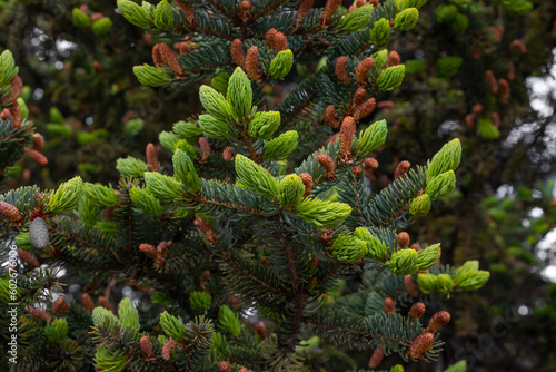 Fir branches with young cones