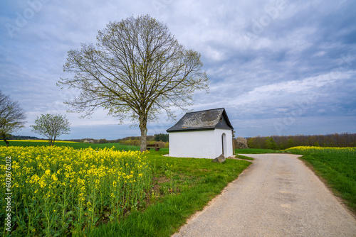 Canola fields view in Germany photo