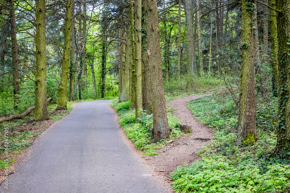Obraz premium Forêt du Mont Brouilly