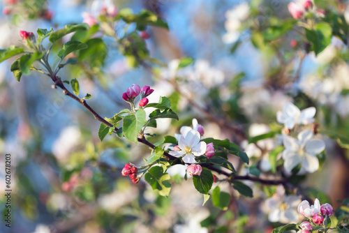 blossoming apple tree branch