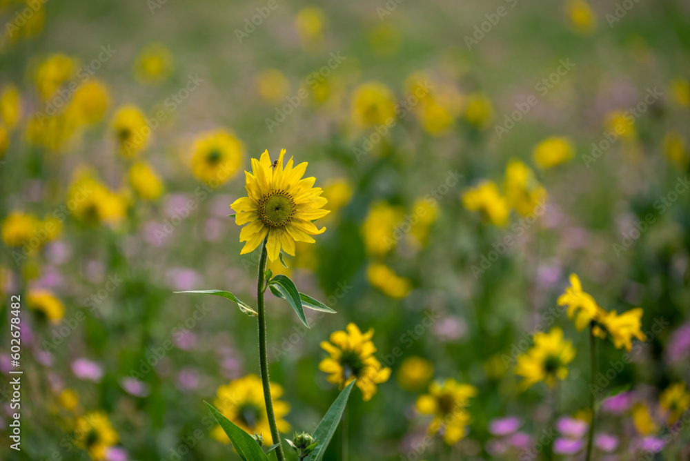 field of flowers