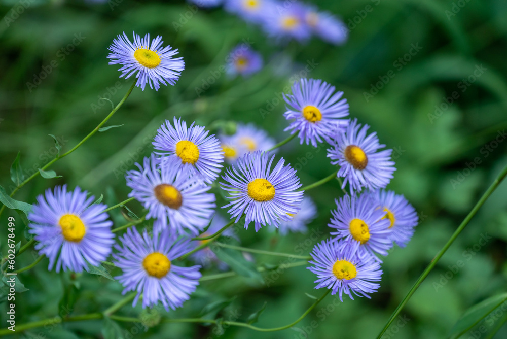 Fototapeta premium field of daisies