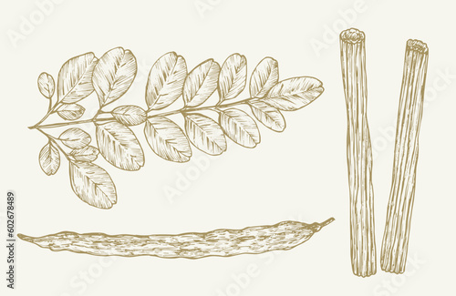 Moringa Oleifera Plant. Hand Drawn Sketch Superfood Herbs Vector Illustration. Natural Food Doodle Isolated