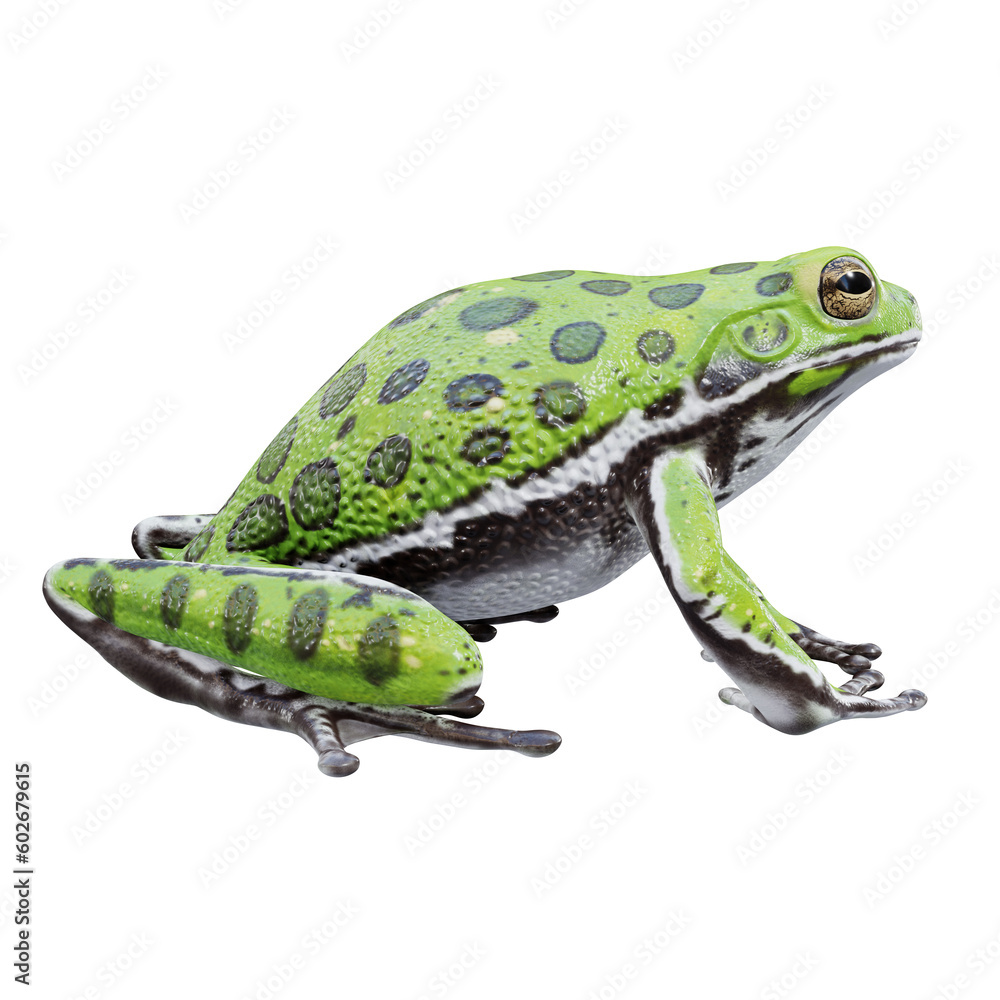 Fototapeta premium 3d illustration of Barking treefrog.