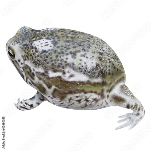 Fototapeta Naklejka Na Ścianę i Meble -  3d illustration of Desert rain frog.
