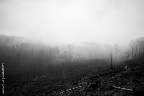 Bild auf Leinwand Unser schöner Wald - Kalschlag im Nebel