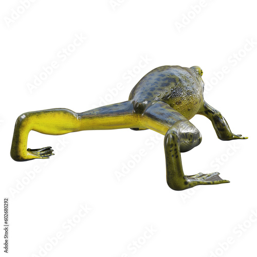 3d illustration of Goliath bullfrog.