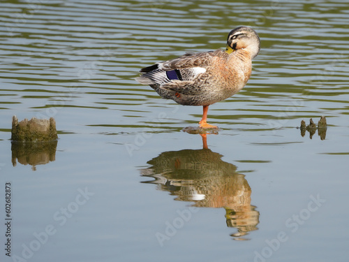 舎人公園の野鳥2023年4月