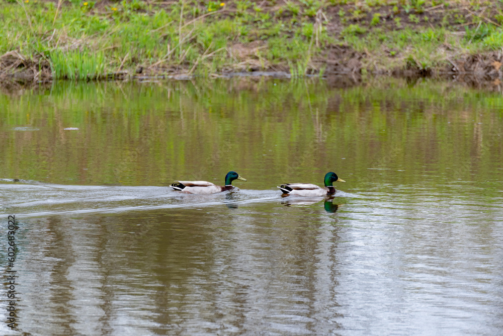 Two Mallard Drake Ducks Swimming On The River In Spring Two Mallard Drake Ducks Swimming On The River In Spring