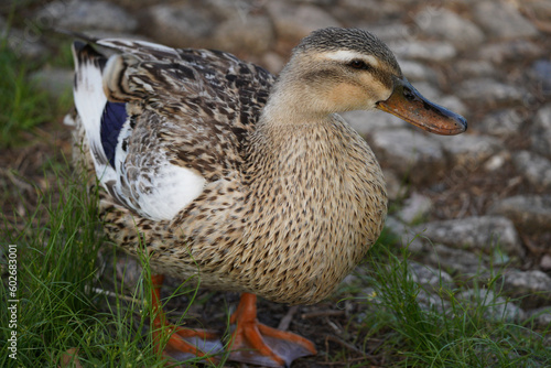 舎人公園の野鳥2023年4月
