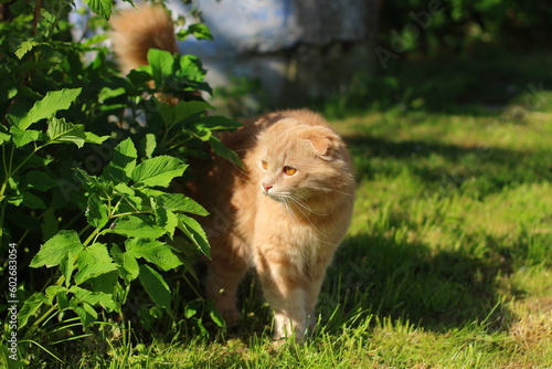 Red longhair cat with short ears