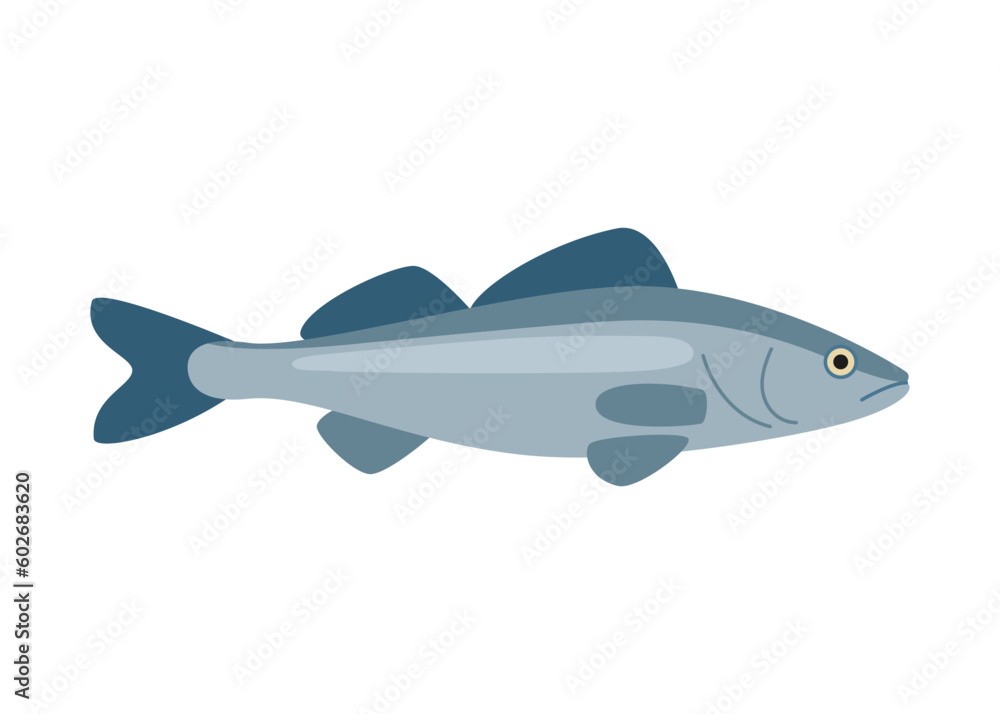 Pikeperch fish, marine zander, seabass, seafood and underwater color animal. Water delicacy, gourmet. Fishing. Vector illustration isolated Pikeperch fish, marine zander, seabass, seafood and underwater color animal. Water delicacy, gourmet. Fishing. Vector illustration isolated