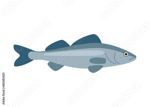Pikeperch fish, marine zander, seabass, seafood and underwater color animal. Water delicacy, gourmet. Fishing. Vector illustration isolated