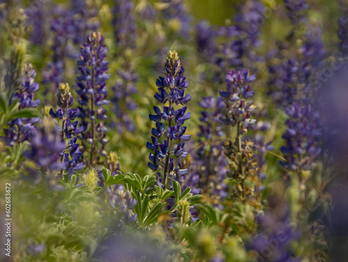 Lupine flowers blooming on levee in sacramento