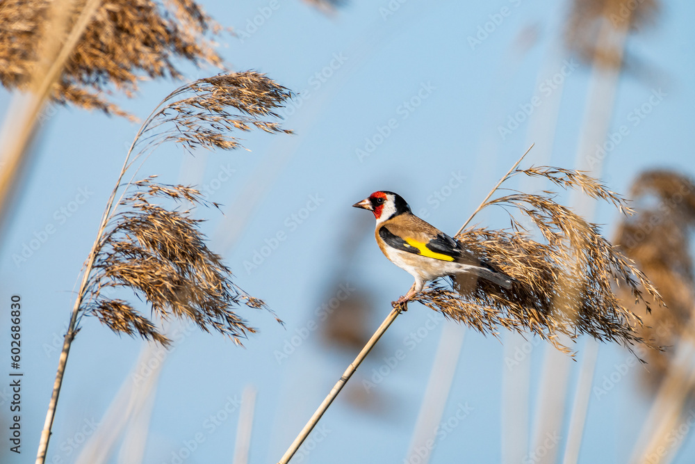 Kolorowy szczygieł siedzący na trzcinie. Barwny ptak z grupy łuszczaków w swoim naturalnym środowisku. - obrazy, fototapety, plakaty 