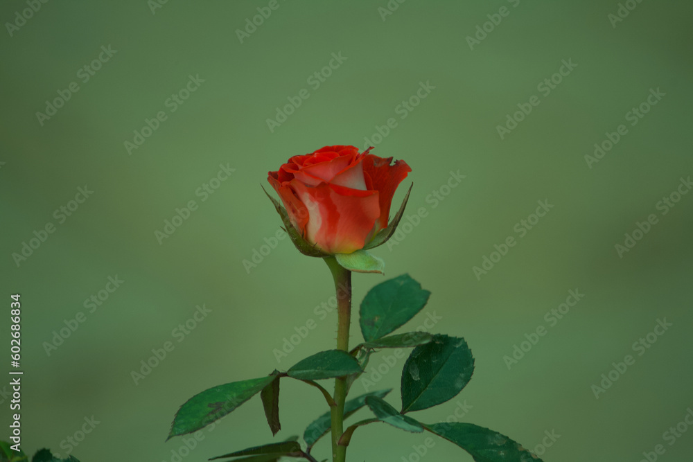 Fototapeta premium closeup view of flowers