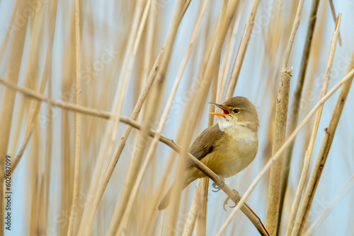 Śpiew godowy trzcinniczka. Niewielki ptak siedzący na trzcinie wśród stawów, jezior i rzek. Przedstawiciel grupy pokrzewkowatych.
