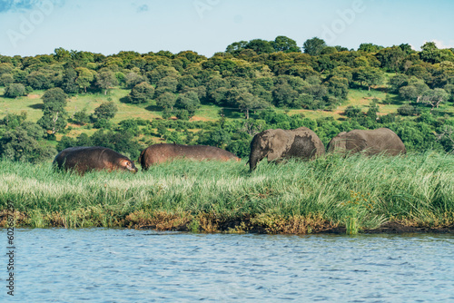 Elephants face to face with hippopotamus along the river on safari in Chobe National Park in Botswana. 