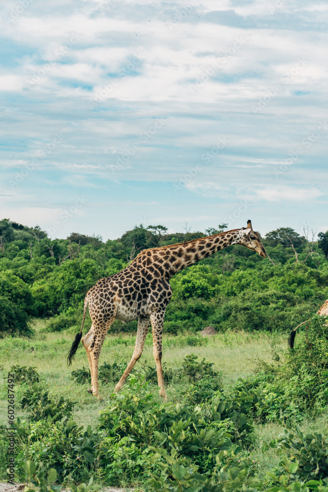 African animals on Safari along the Chobe River in Chobe national park in Botswana. African animals on Safari along the Chobe River in Chobe national park in Botswana.
