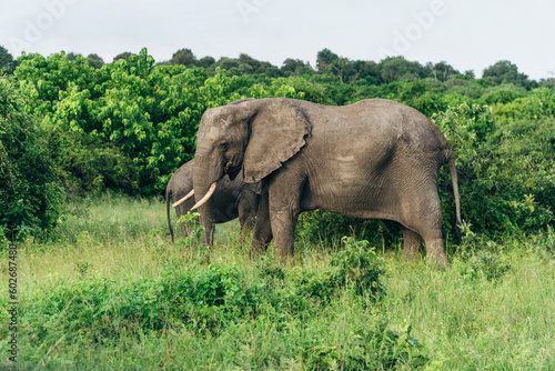 Photo of Elephant on the river side while on a safari in Chobe National Park in Botswana. 
