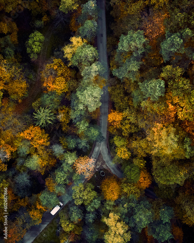 Wallpaper Mural Autumn Forest
