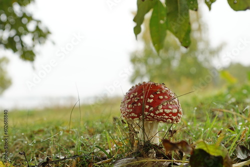 fly agaric mushroom