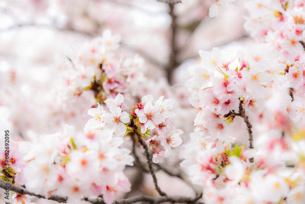 Beautiful Japanese Sakura flowers cherry blossom blooming at Sakura garden in Japan. Beautiful Japanese Sakura flowers cherry blossom blooming at Sakura garden in Japan.