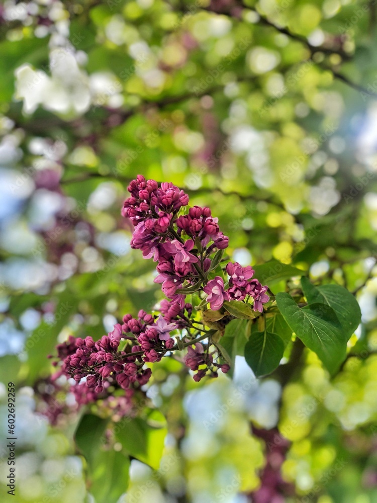 Beautiful branch of blooming lilac