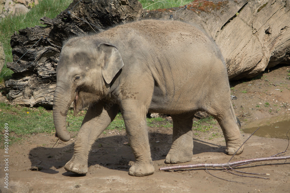 Fototapeta premium elephants in the zoo and wildlife