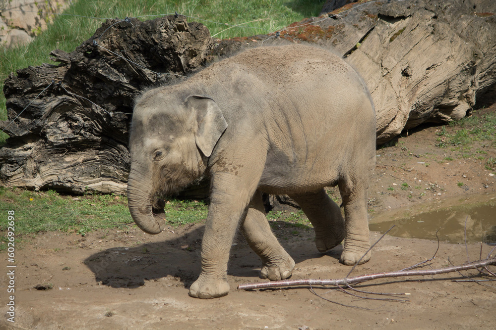 Fototapeta premium elephants in the zoo and wildlife