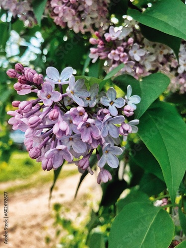 Beautiful branch of blooming lilac