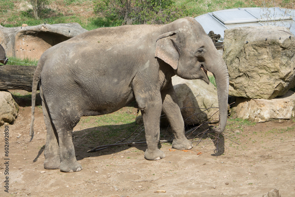 Fototapeta premium elephants in the zoo and wildlife