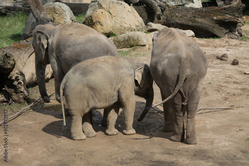 elephants in the zoo and wildlife