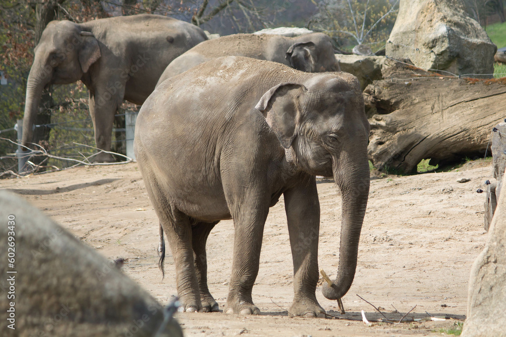 Fototapeta premium elephants in the zoo and wildlife