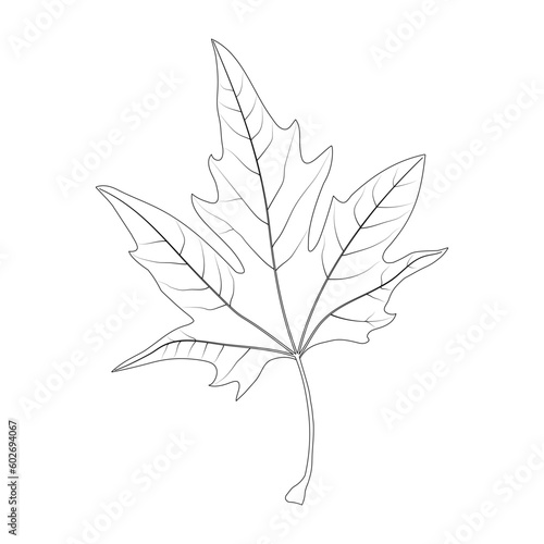 Simple leaf example. Palmately lobed leaf. Platanus. Simple leaf with palmate venation. Black and white illustration.