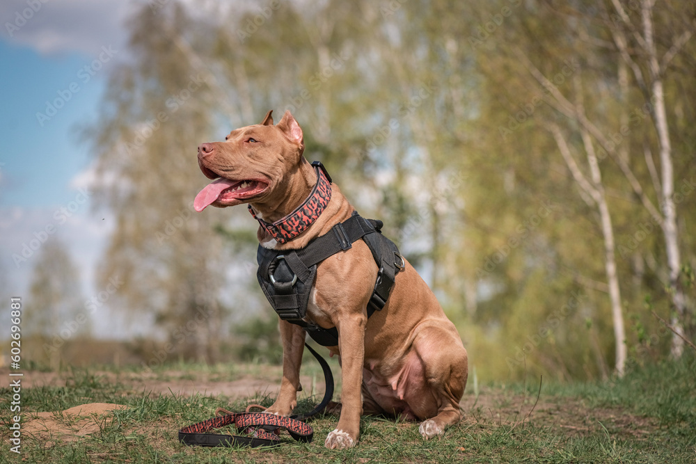 A beautiful purebred pit bull terrier on an outdoor walk. A beautiful purebred pit bull terrier on an outdoor walk.