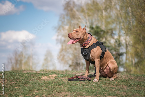 A beautiful purebred pit bull terrier on an outdoor walk.